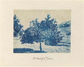 (CYANOTYPES--CALIFORNIA) A group of three handmade albums from Santa Barbara, with a total of more than 160 cyanotypes.